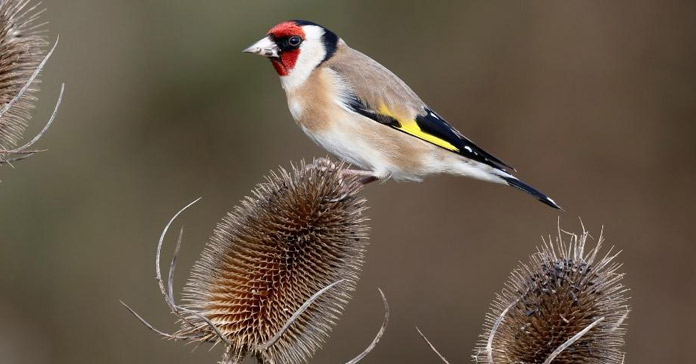 Your Happy Beaks Garden - September