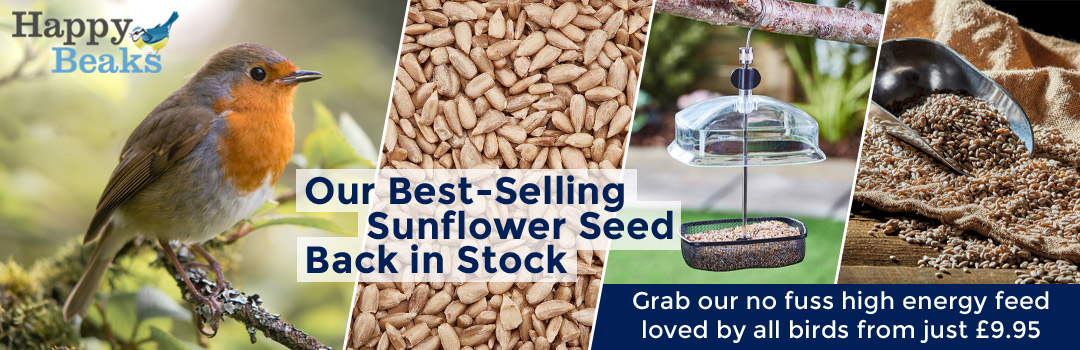 Back in Stock - Our Best-Selling Sunflower Seed