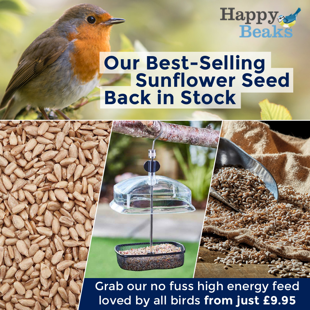 Back in Stock - Our Best-Selling Sunflower Seed
