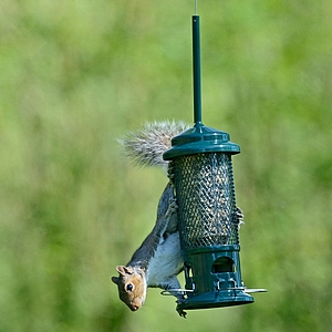 Brome Squirrel Buster Seed Feeder