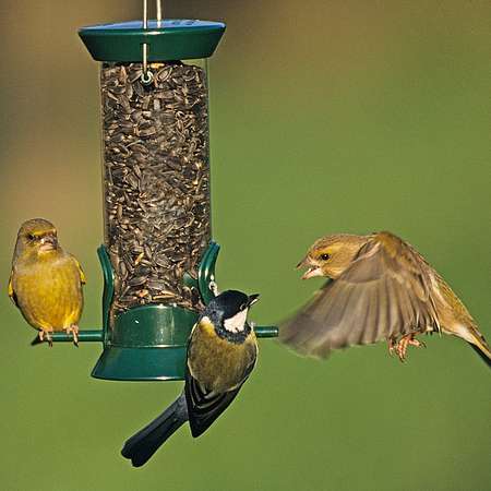 Droll Yankees Small Lifetime Seed Feeder